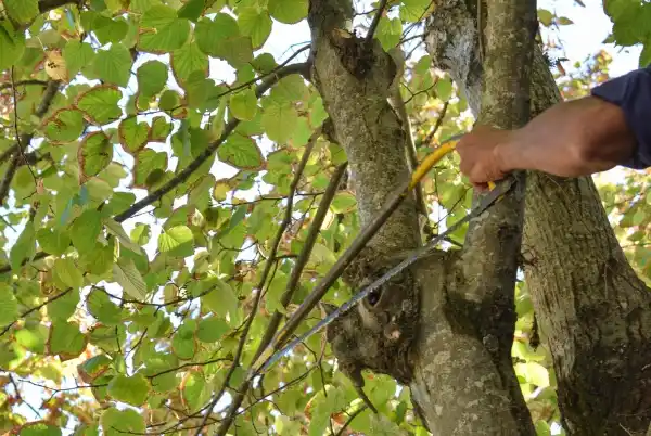 Ya se puede solicitar el permiso de poda del arbolado urbano en nuestra ciudad
