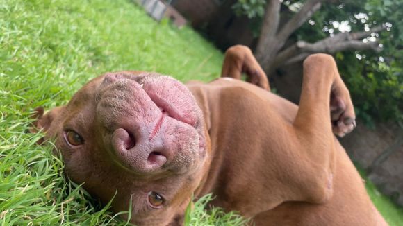 Dónde castrar a perros y gatos en Mar del Plata: conocé las ubicaciones desde este lunes