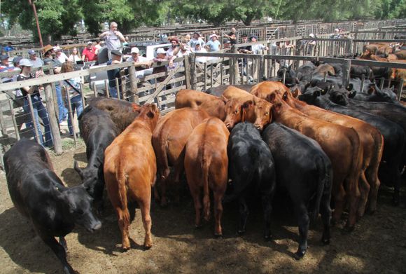 “Será un buen año para el sector ganadero”