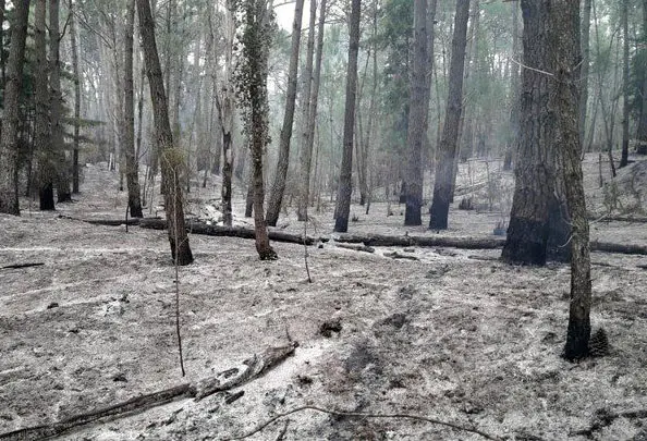 Unos 70 bomberos trabajaron en el incendio en la reserva de Cariló