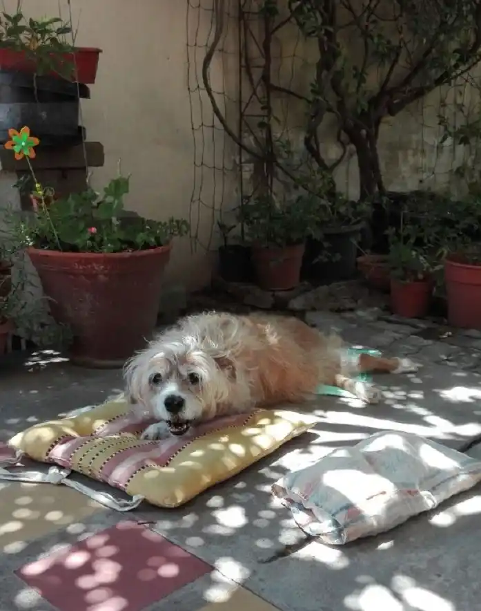 ¿Qué haremos con los perros discapacitados?