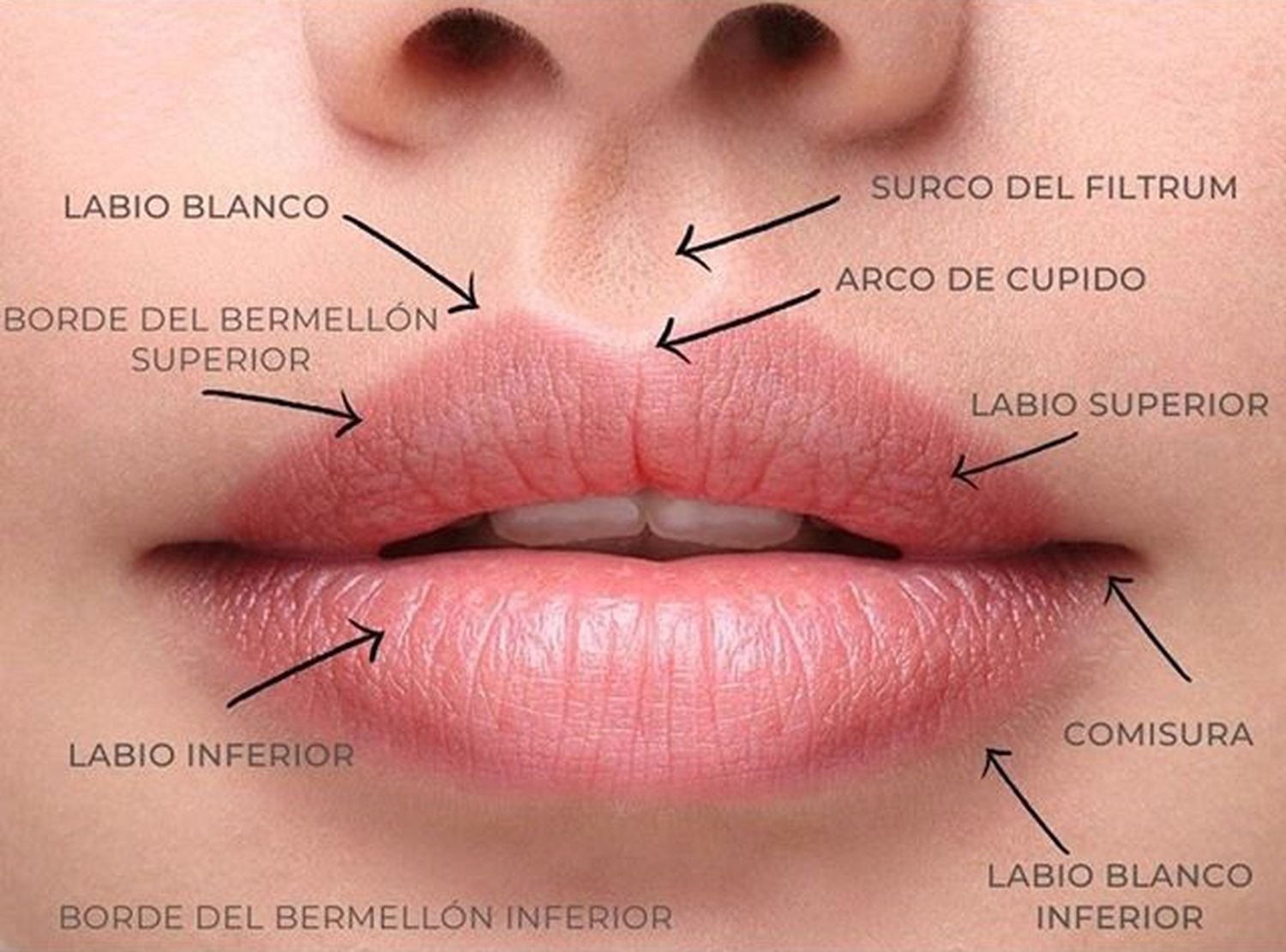 labios