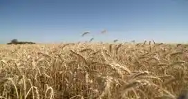 Brasil podría adelantar sus compras de trigo argentino