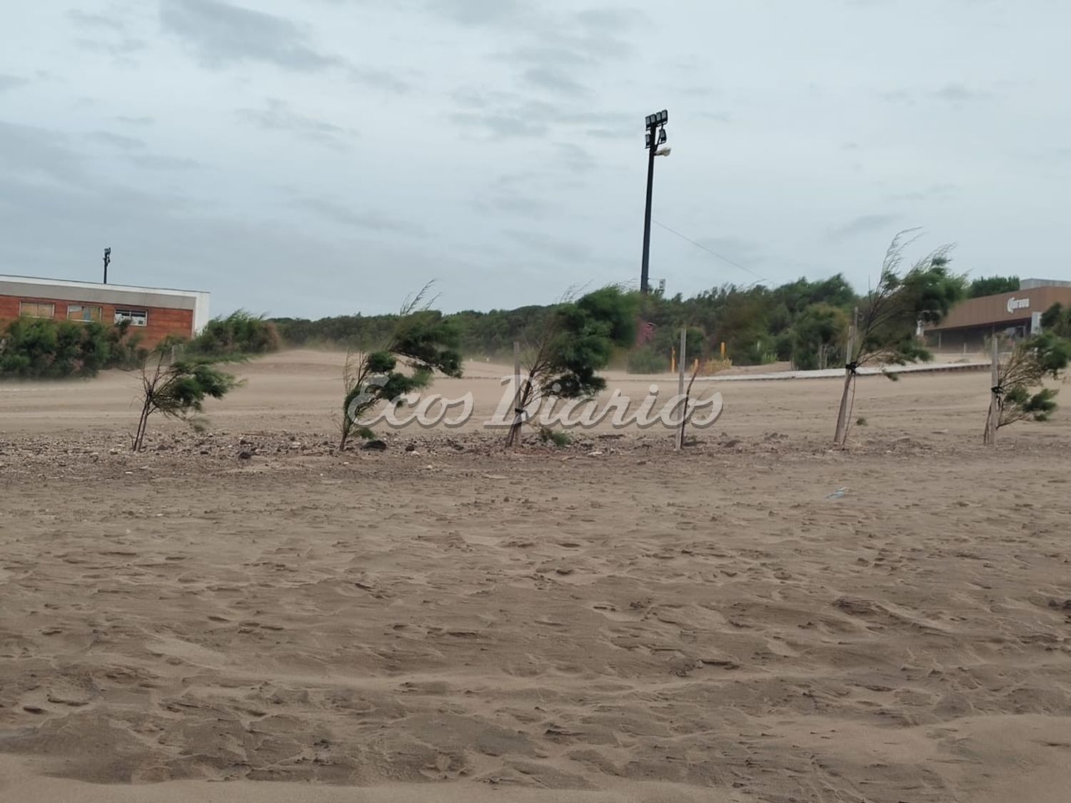 Plantas en la zona costera