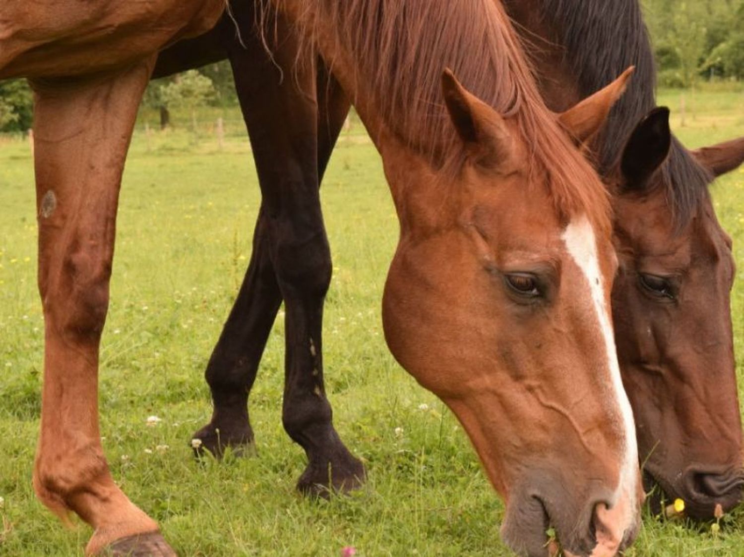 Primer caso de Encefalomielitis Equina en el municipio de Las Flores: Suspendieron jineteada