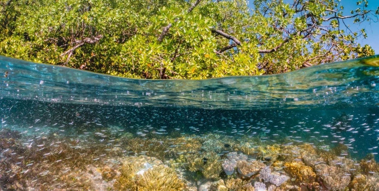 El aumento de la temperatura promedio del planeta es una de las principales problemáticas. Crédito: Cumbre del Clima de la ONU