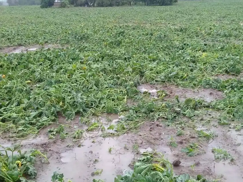 El gobernador Insfrán declaró la
emergencia agrícola en Formosa