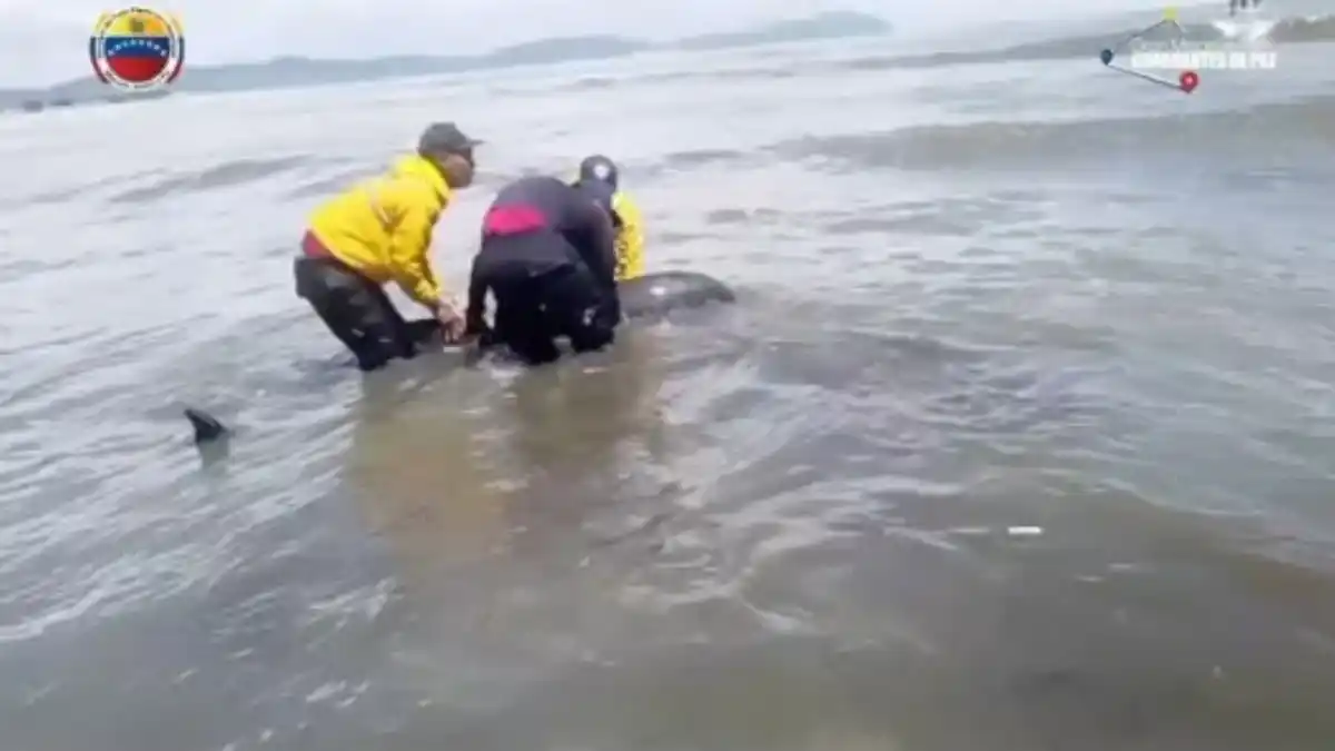 RESCATAN A DELFÍN en la costa de Miranda (VIDEO)