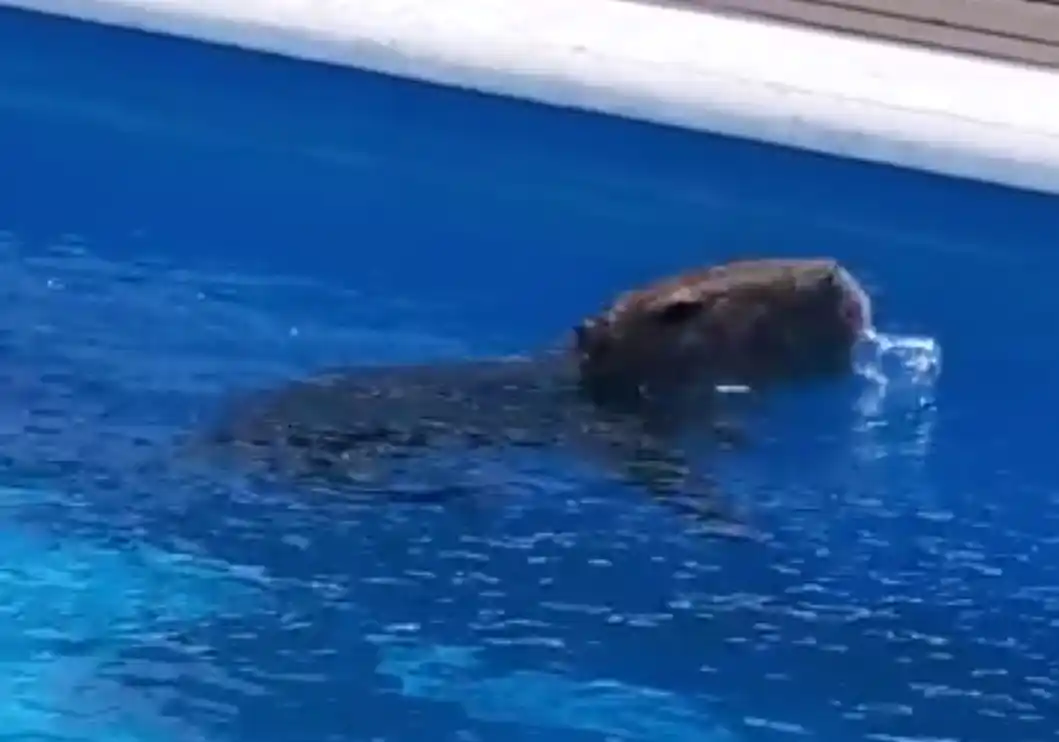 Como un turista más: Un carpincho se metió a nadar en la pileta de un hotel en Pinamar
