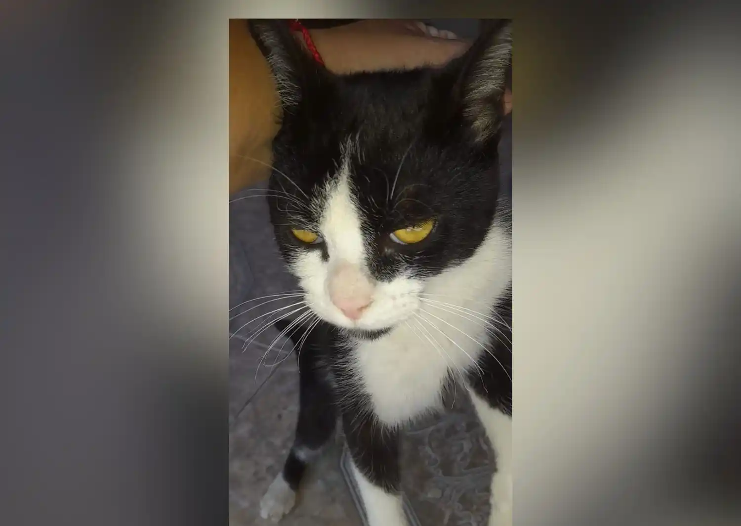 Encontraron a un gatito y buscan a sus dueños