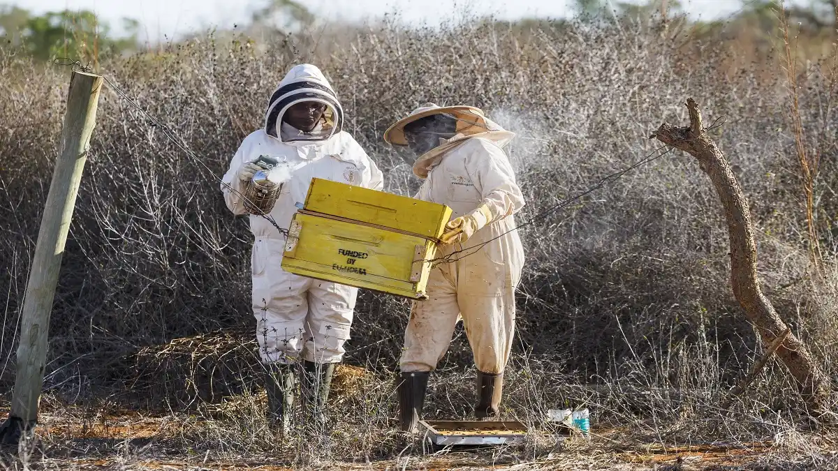 EL EXTRAÑO CASO de las abejas que ayudan a resolver un conflicto entre elefantes y agricultores en Kenia