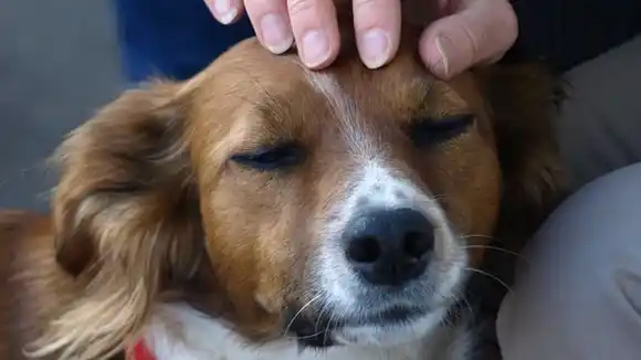 ¿Qué revela la psicología sobre acariciar perros en la calle?