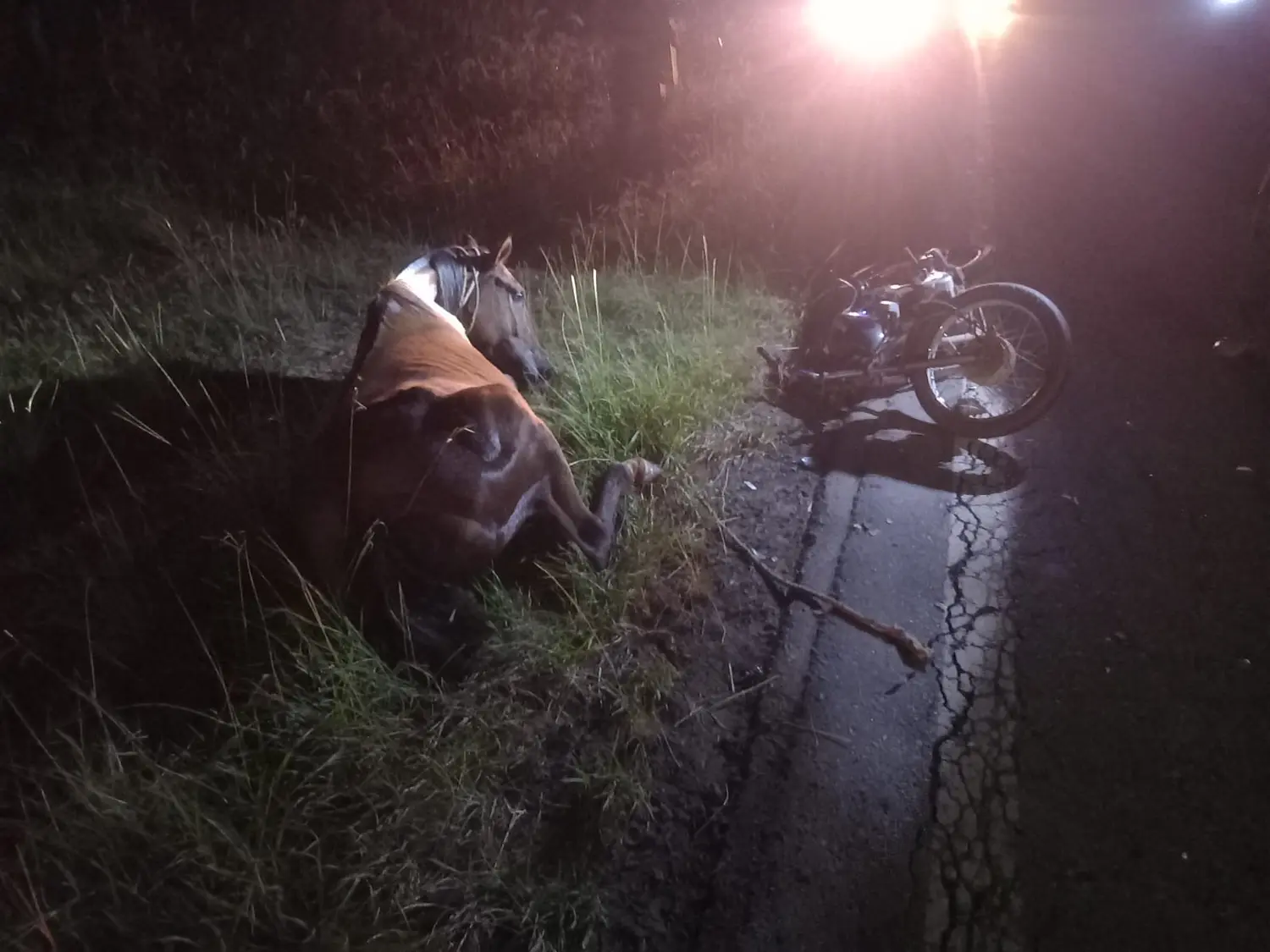 El caballo murió tras el accidente.