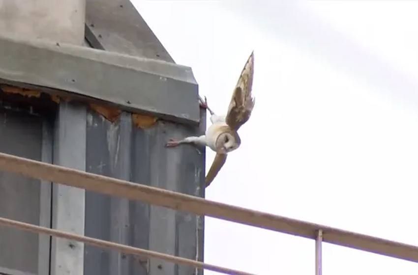 Un búho quedó atrapado en un edificio céntrico y los bomberos lo rescataron