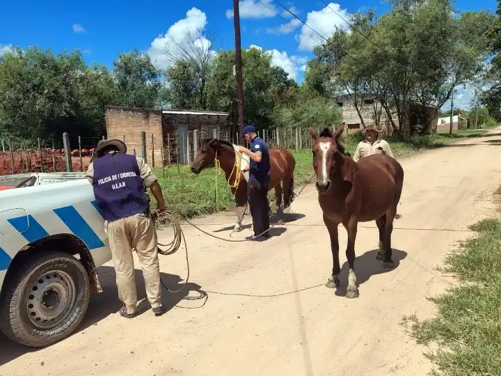 Retiran animales sueltos que ponían en riesgo el tránsito sobre la Ruta 81