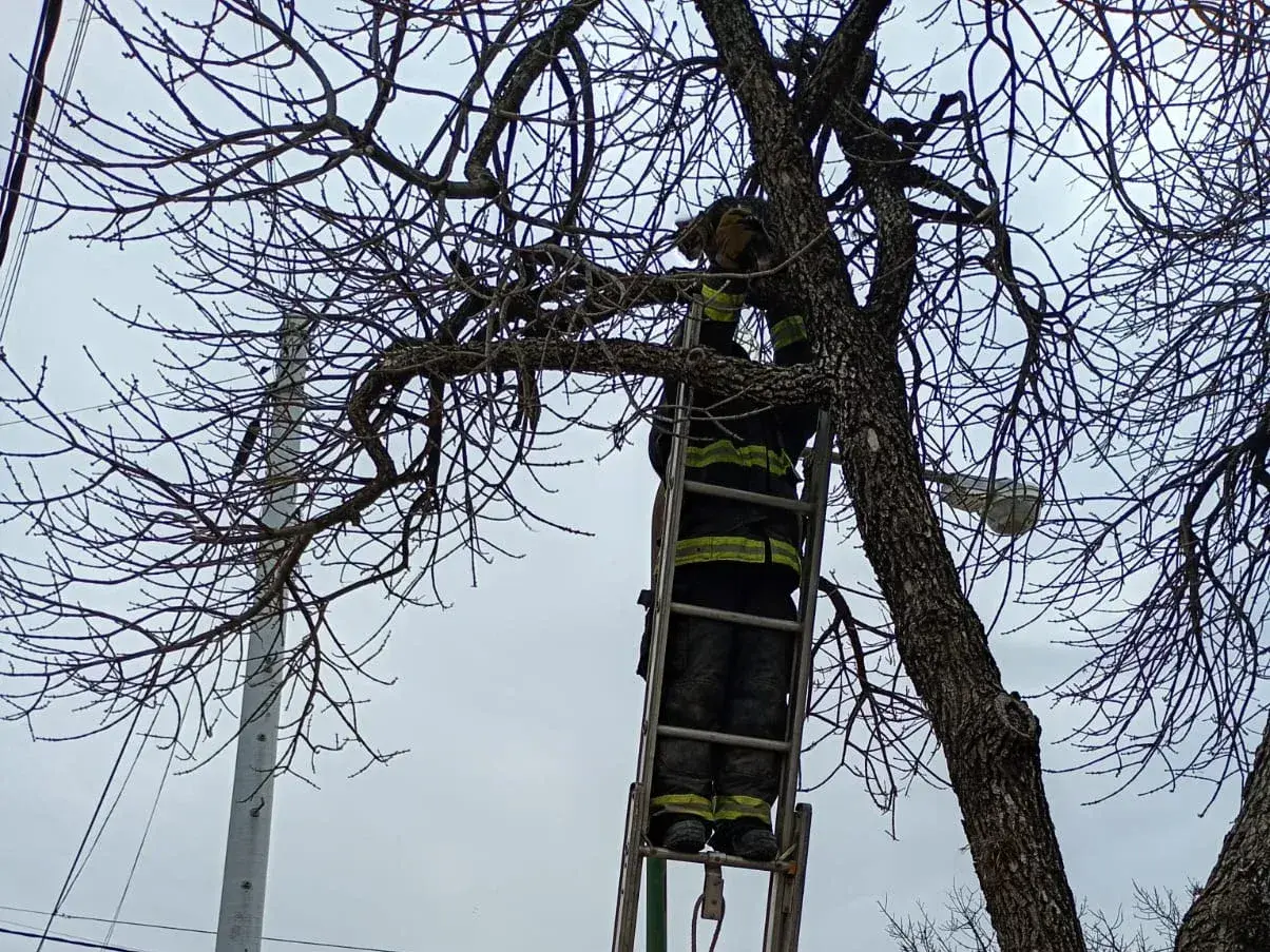 Rescataron a un gatito que había quedado atrapado en la copa de un árbol en barrio Central Córdoba