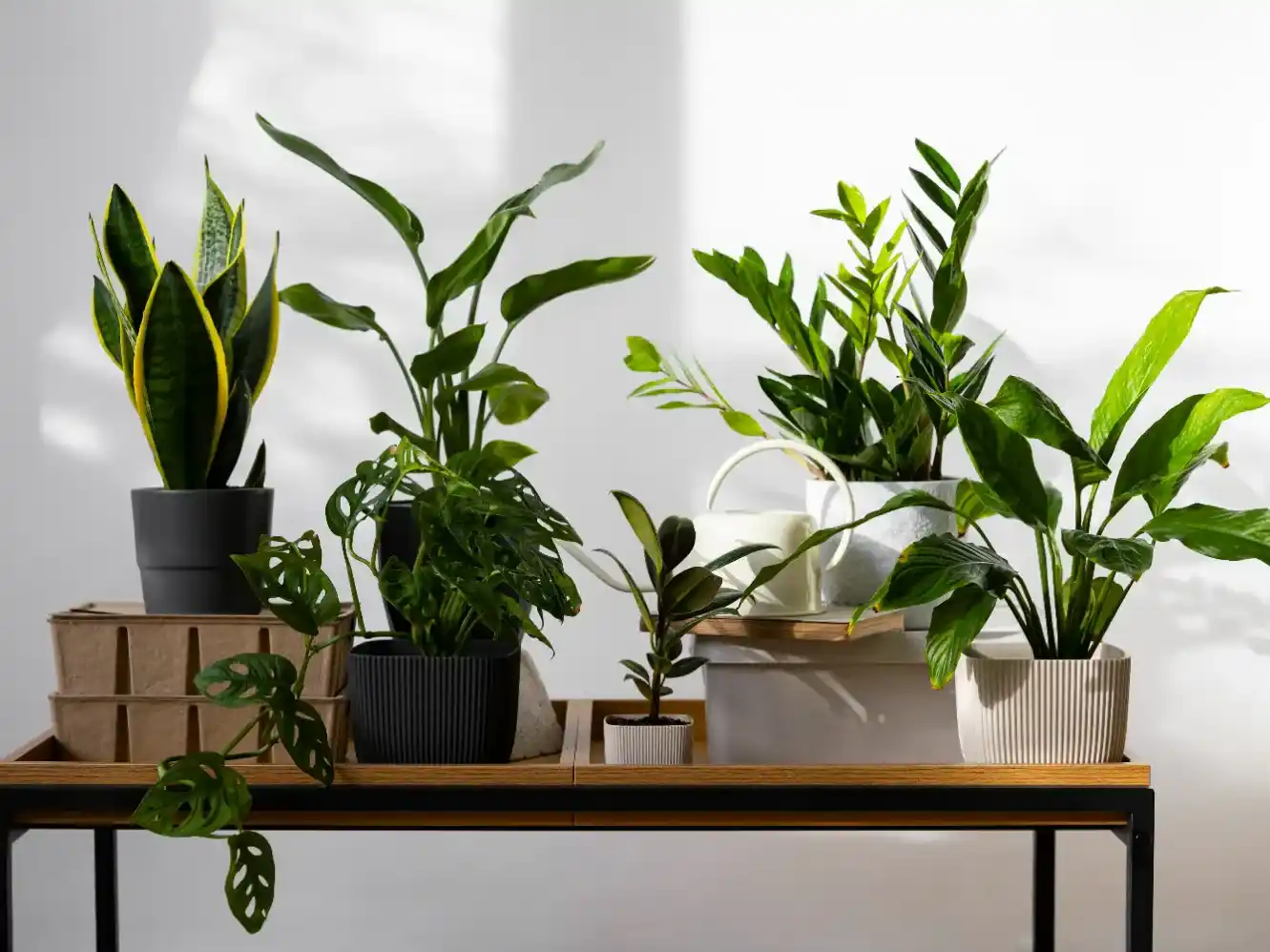 Qué plantas de interior sembrar en noviembre para disfrutar una casa verde en verano