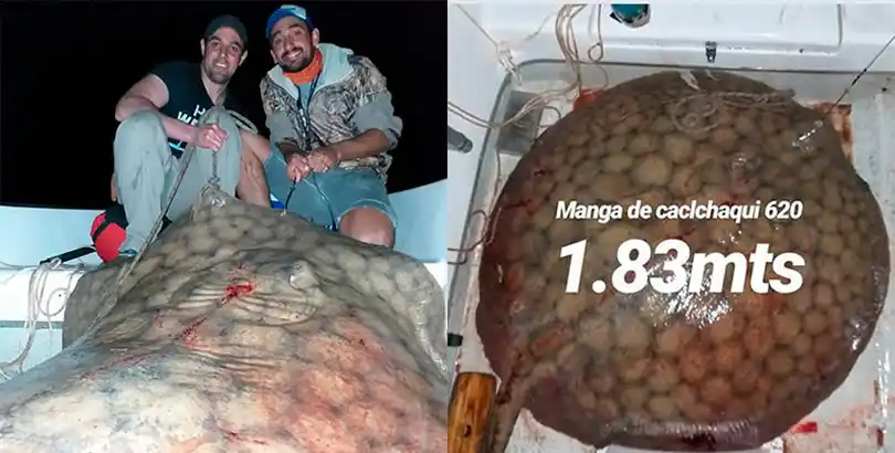 Pescaron una raya de 130 kilos y la devolvieron al Paraná