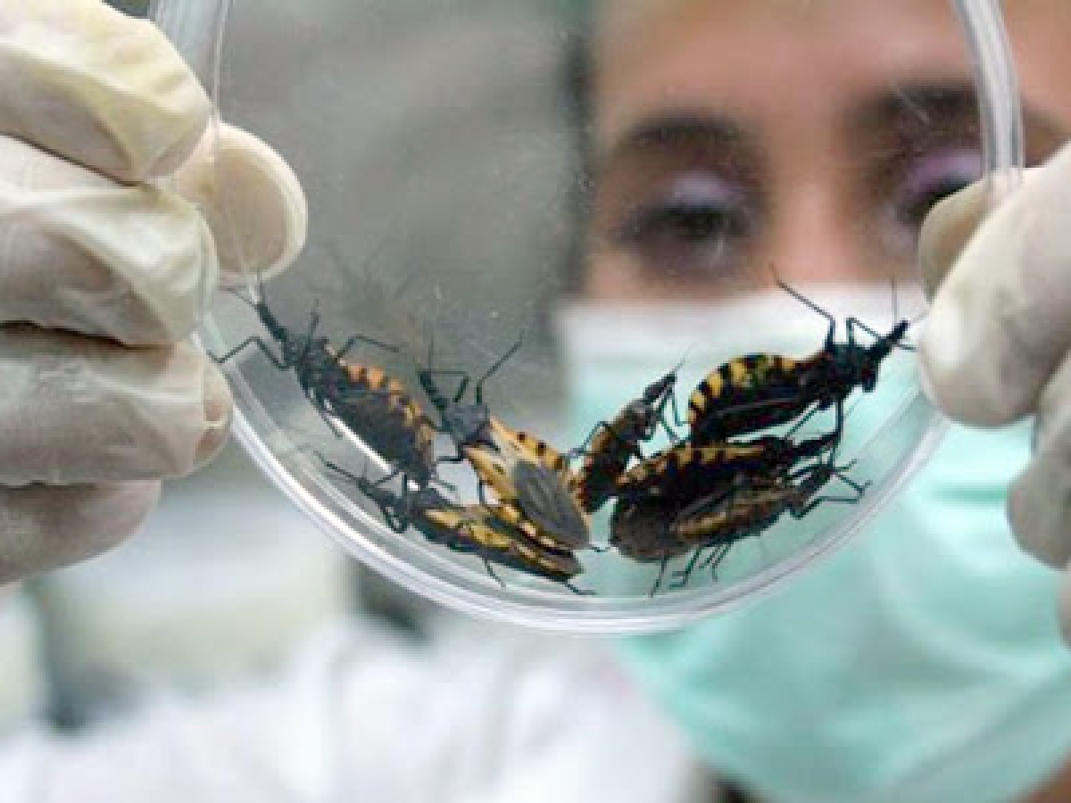 El mal de Chagas mata a 10.000 personas por año en todo el mundo 