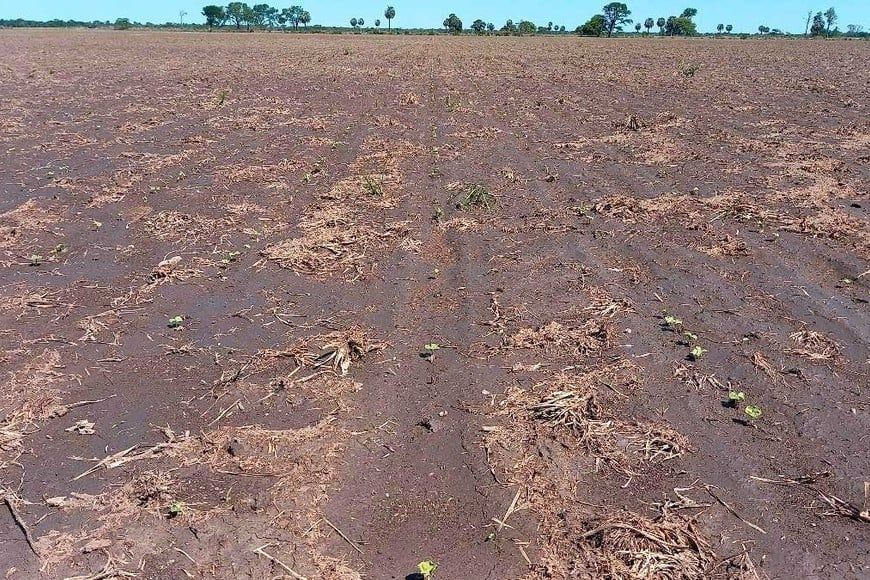 Economía prorroga la emergencia agropecuaria por sequía en nueve distritos de Santa Fe
