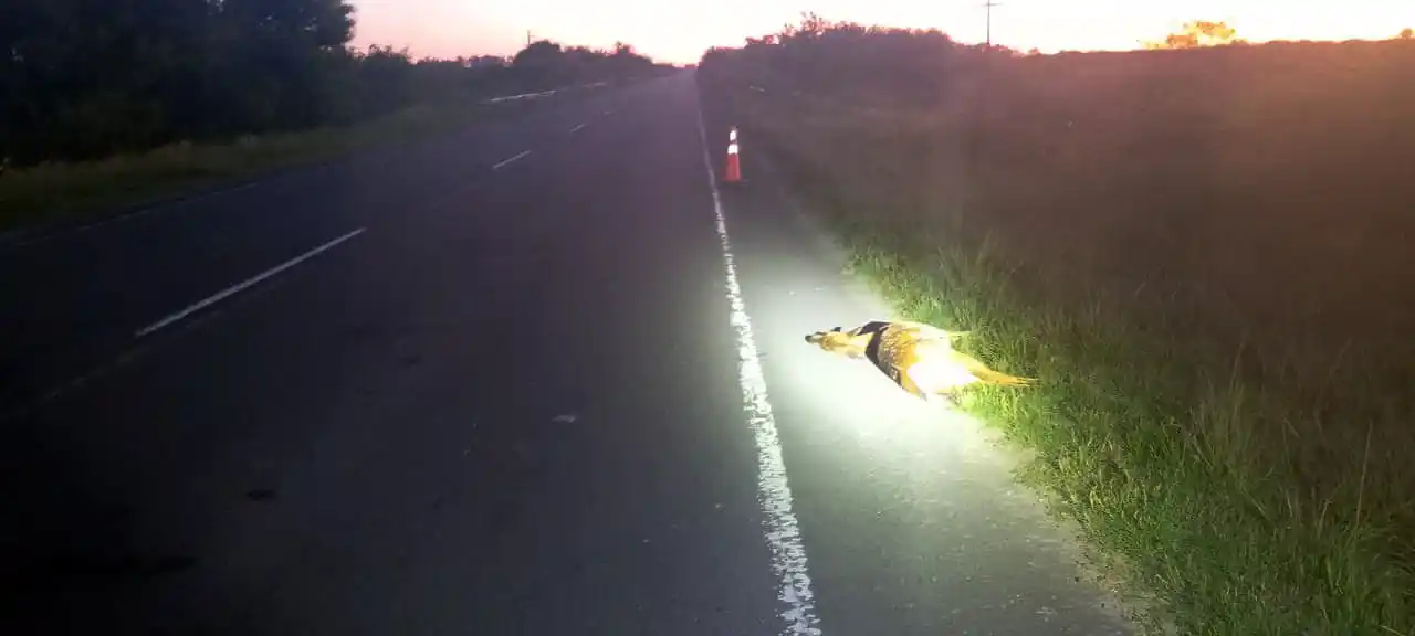 Motociclista colisionó contra un ciervo y padece lesiones de carácter grave