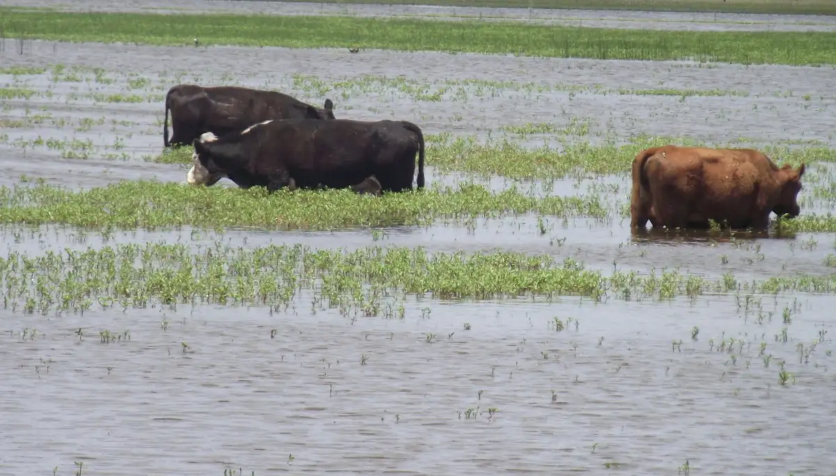 Desesperante situación del sector agropecuario