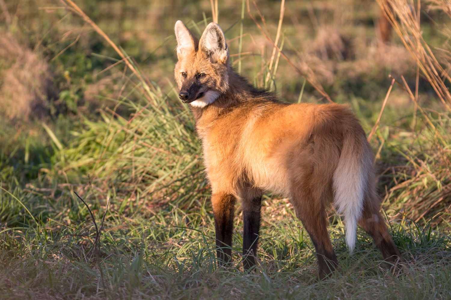 En Costa Uruguay Sur se  vio a una especie de zorro  en peligro de extinción