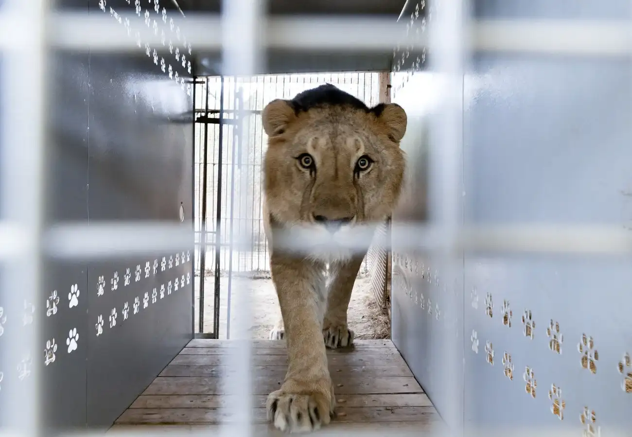 Tras años de cautiverio, 30 tigres y leones dejaron el exzoológico de Luján y son trasladados a santuarios del exterior