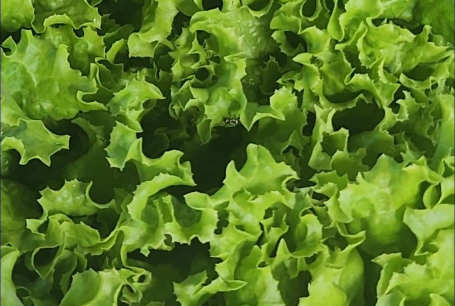 Las verduras hidropónicas se venderán todos los viernes en el Mercado Municipal.