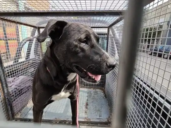 Una mujer tuvo relaciones con un perro en una calle de Mar del Plata y fue detenida