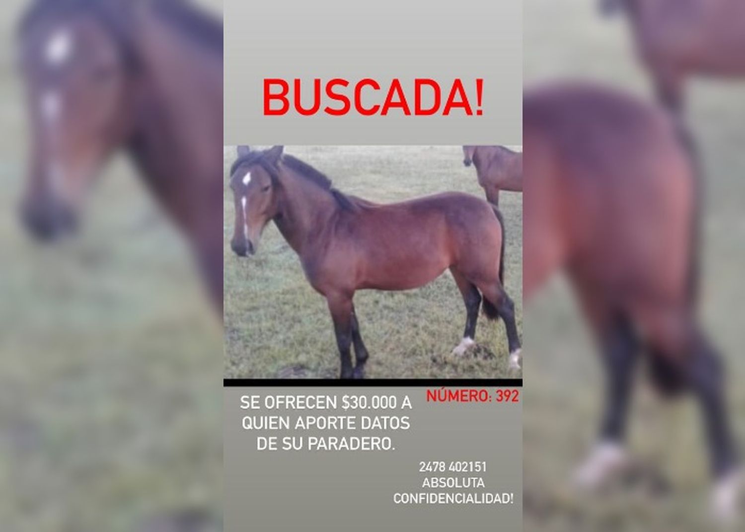 Ofrecen recompensa por su caballo