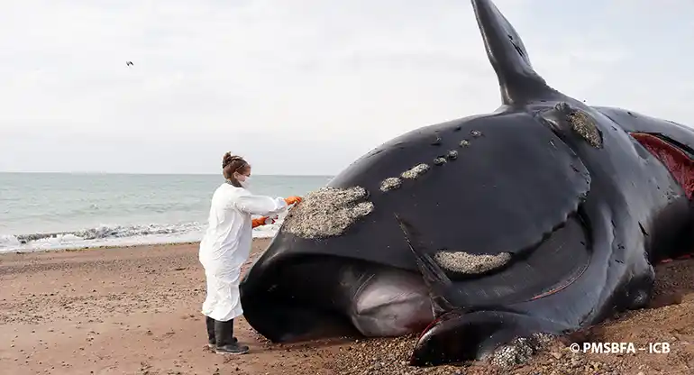 Ya son 30 las ballenas muertas en el Golfo Nuevo