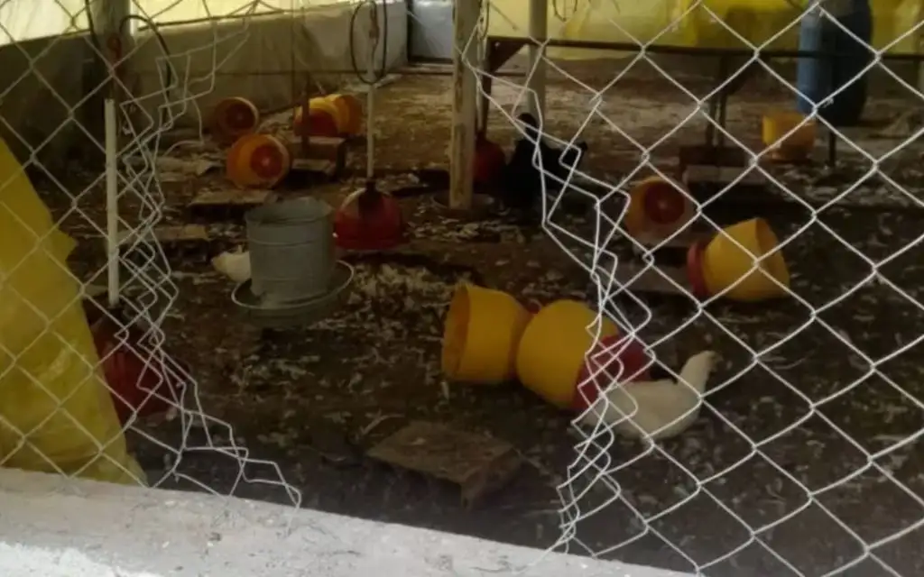 El ladrón ingresó al gallinero luego de forzar la tela metálica que tenía como protección.