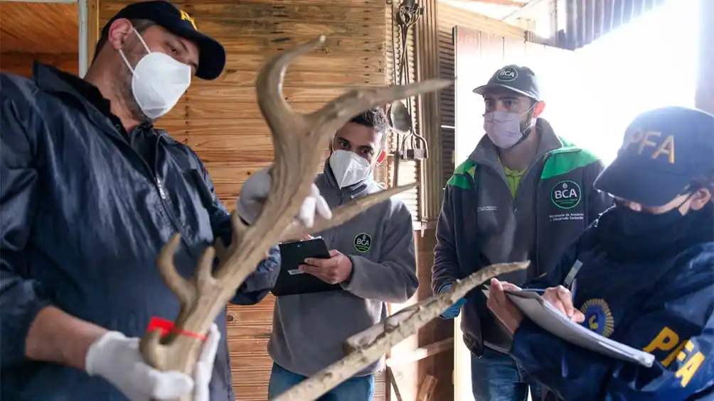 Allanaron talles clandestinos e incautaron cabezas y pieles de animales