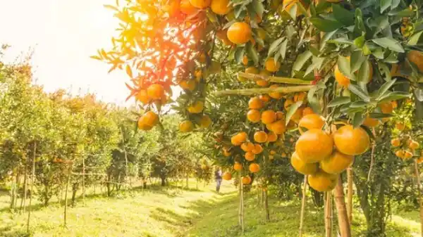 Lanzaron una "APP cítrica" que potencia la producción entrerriana