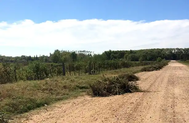 Terrenos baldíos: La falta de limpieza y al abandono genera múltiples reclamos 