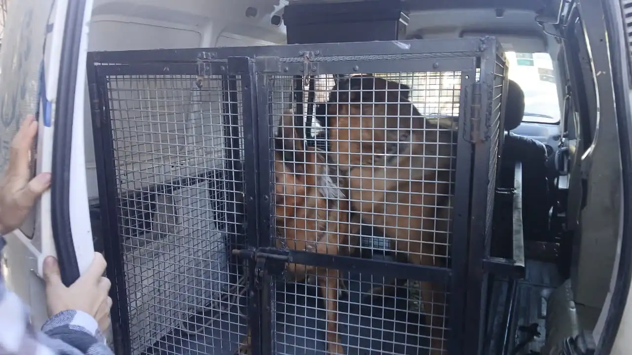 Los perros fueron trasladados por personal de Zoonosis a un hogar de tránsito, donde recibirán atención y cuidados correspondientes.
