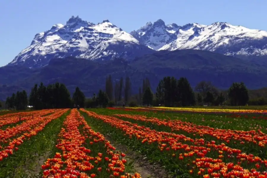 Ccampo de tulipanes en Trevelin