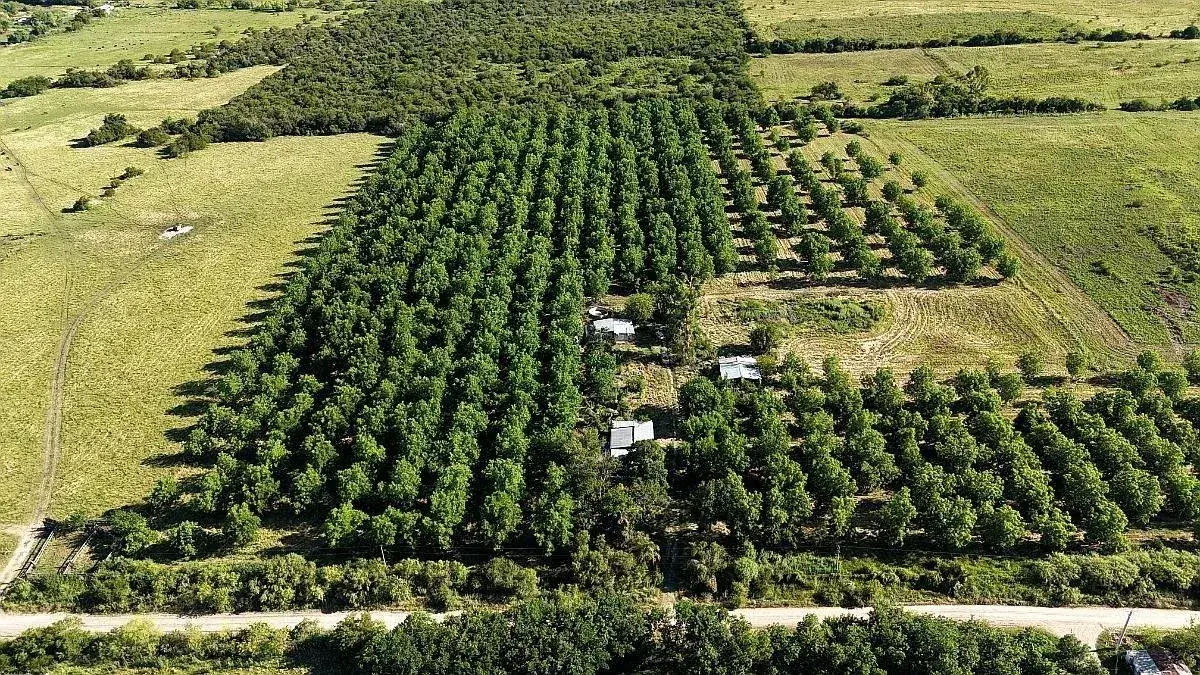 Entre Ríos concentra el 45% de la superficie nacional de nuez pecán y Concordia gana protagonismo