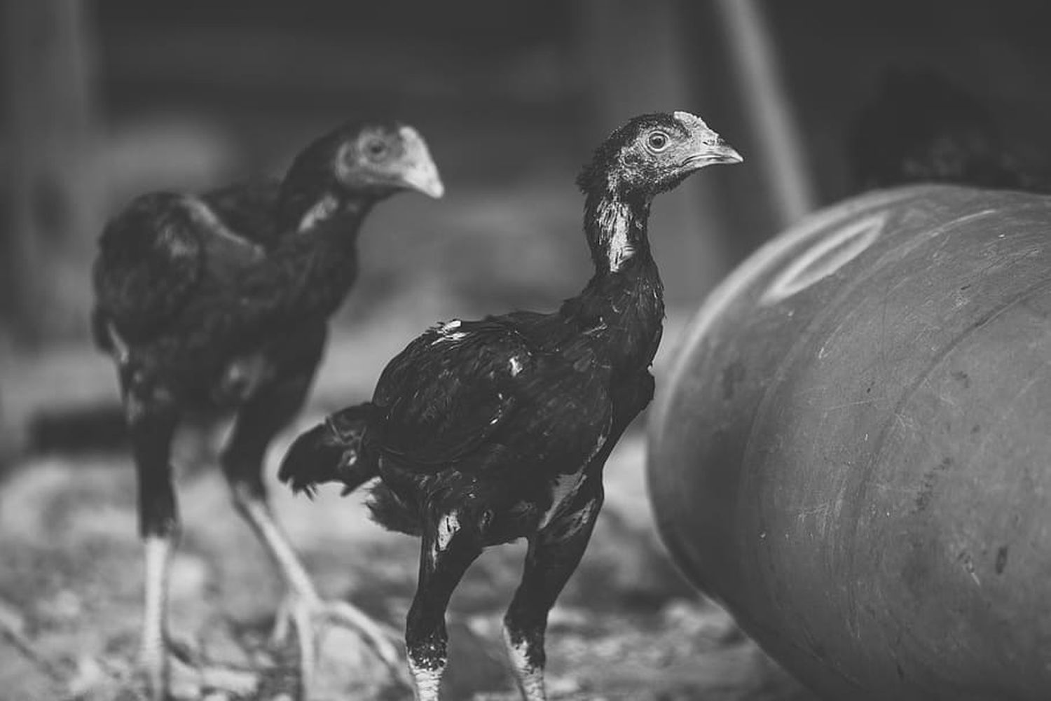 Por culpa de una gallina que fue a parar a la olla del puchero ajeno