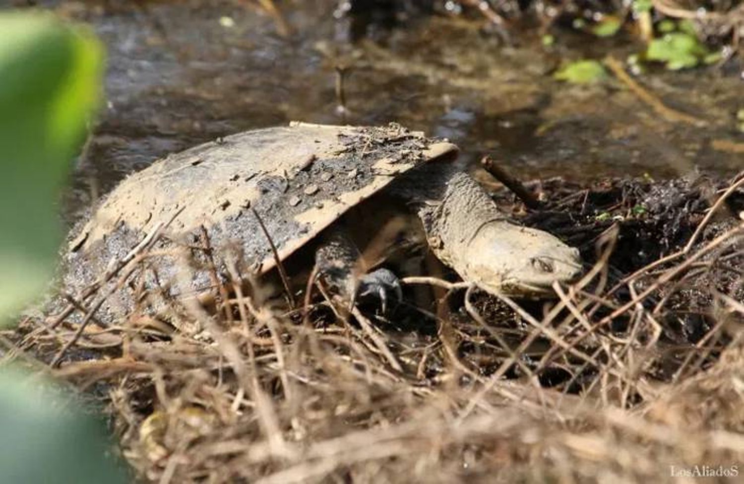 Ambientalistas denuncian la pérdida �Scasi total⬝ de la fauna de las islas por las quemas