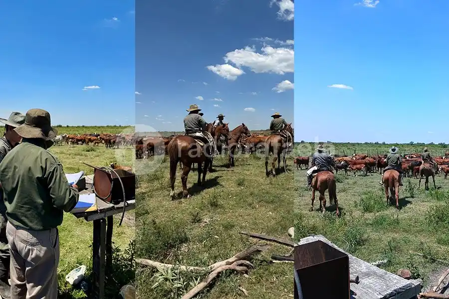 Esclarecieron un caso de abigeato, estafa y fraude en Huanqueros