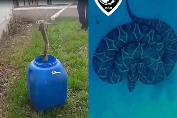 Rescataron una yarará que atacó a un perro en zona norte