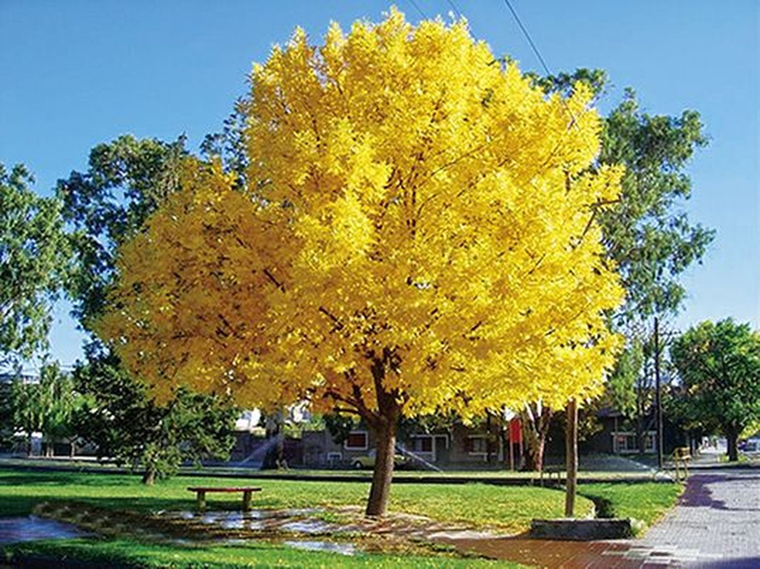 En Aquel Paisaje Donde Vivo : Fresno