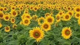 PURO GIRASOL debutó y cambió el juego del cultivo