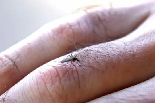 Realizarán acciones de prevención del dengue, zika y chikungunya