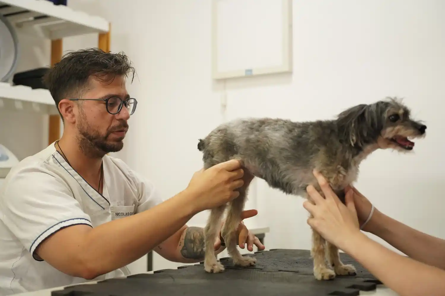 El camino de Nicolás García en la rehabilitación animal.