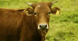 Argentina podrá exportar ganado en pie para su reproducción a Egipto