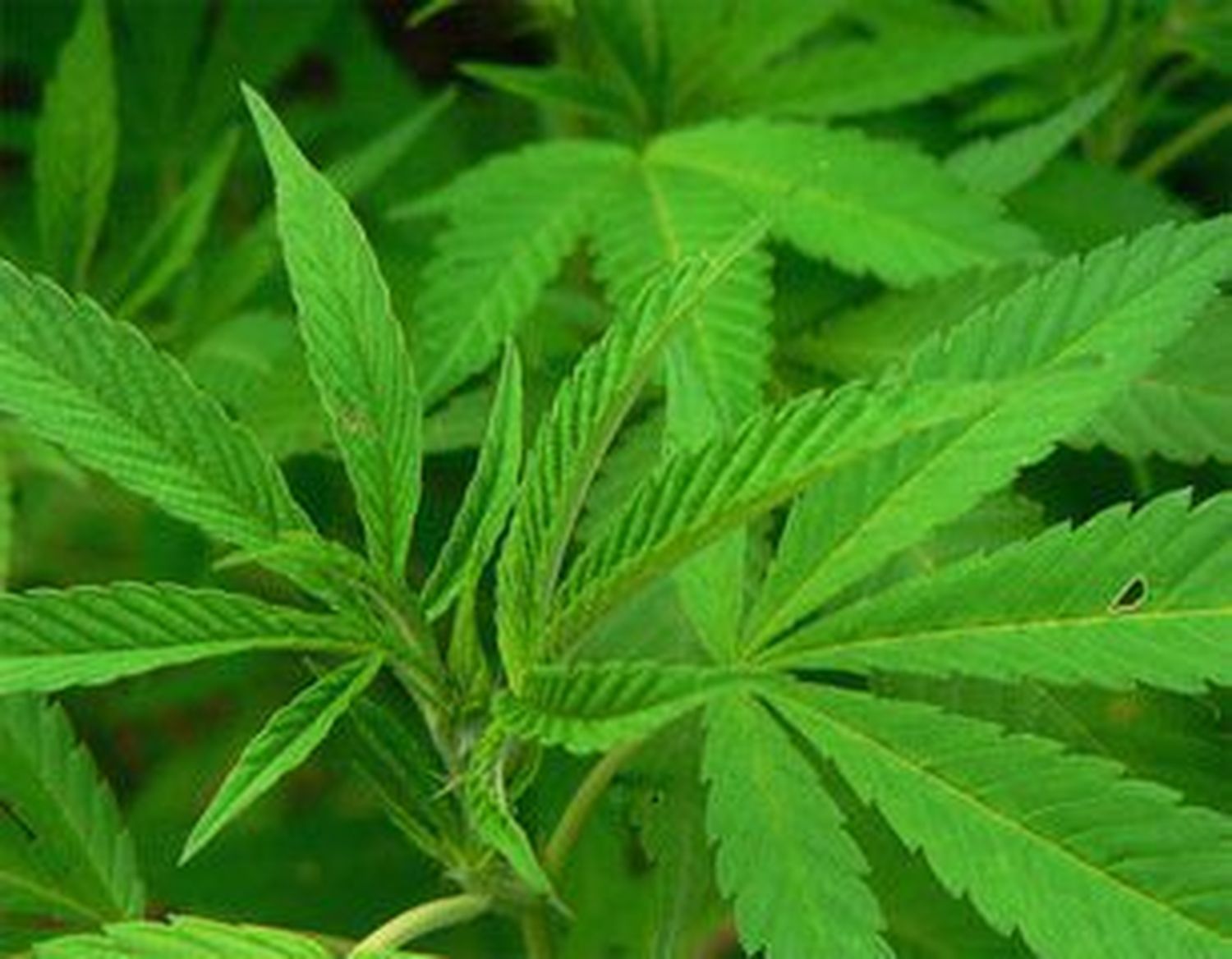 CANNABIS: deja de ser una droga PELIGROSA