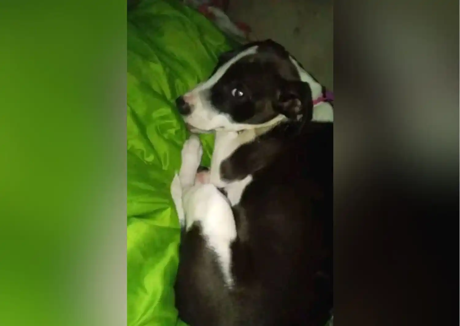 Mascotas: buscan a Olivia